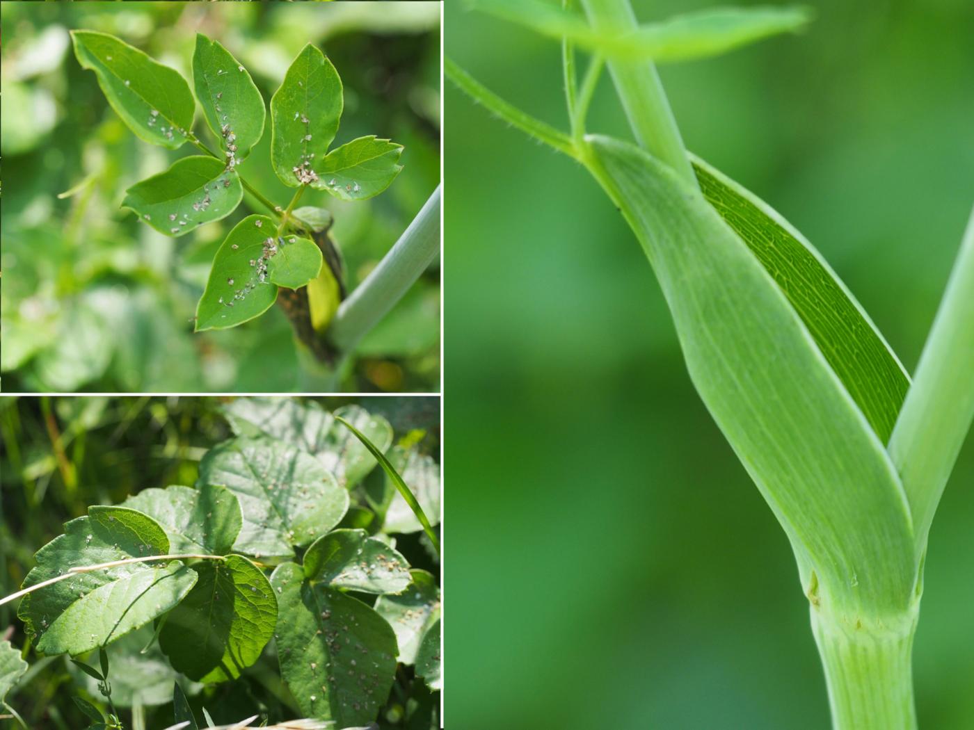 Sermountain, Broadleaved leaf